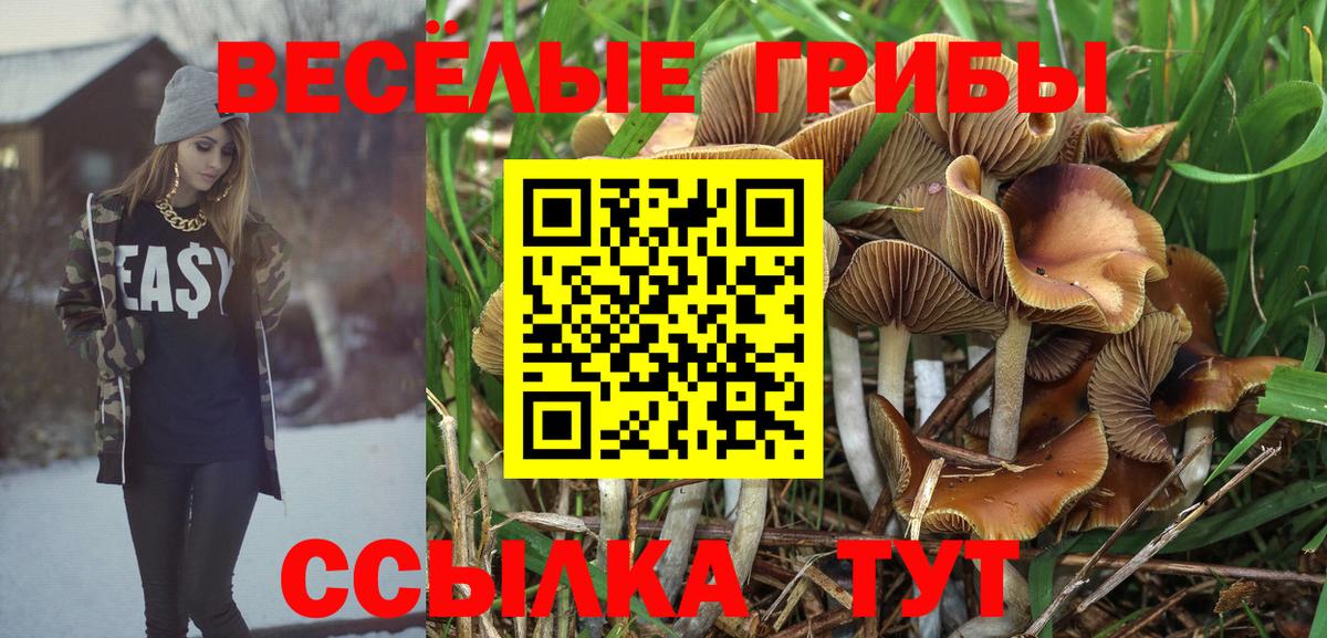 Галлюциногенные грибы GOLDEN TEACHER  Вход с VPN  Холмск  Галлюциногенные грибы Psilocybine cubensis 